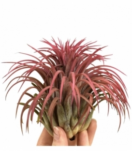 Tillandsia