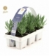 Lavandula