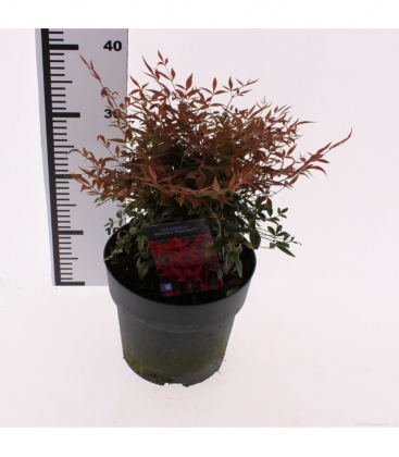 Nandina