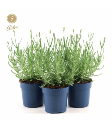 Lavandula