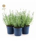 Lavandula