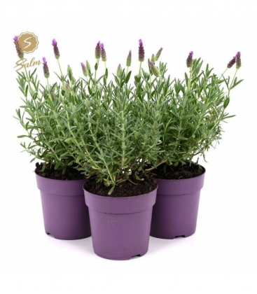 Lavandula
