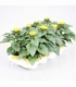 Helianthus