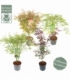 Acer
