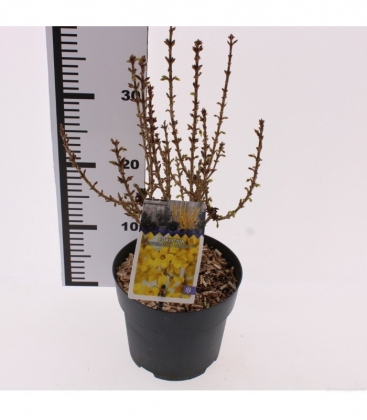 Forsythia