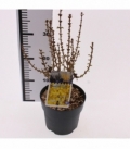Forsythia