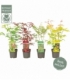 Acer