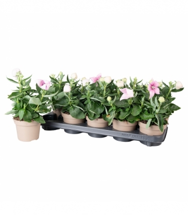 Platycodon