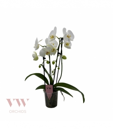 Phalaenopsis