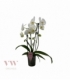Phalaenopsis
