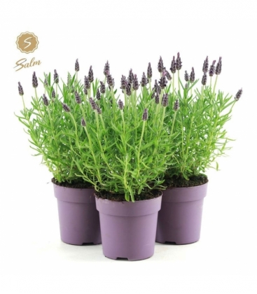 Lavandula