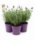 Lavandula