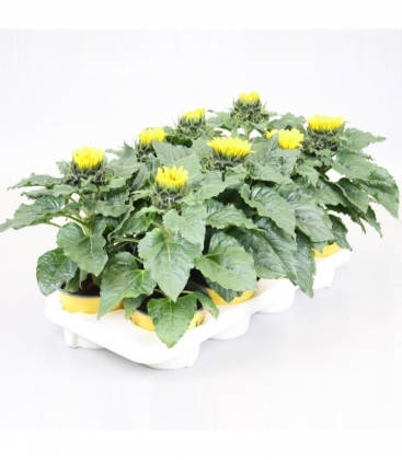 Helianthus