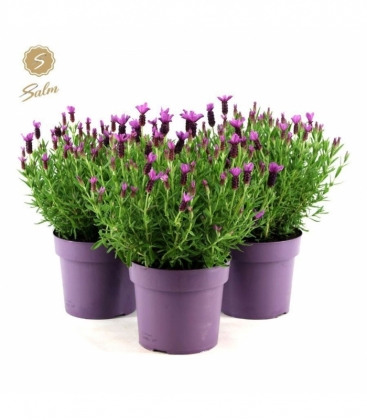 Lavandula