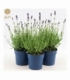 Lavandula