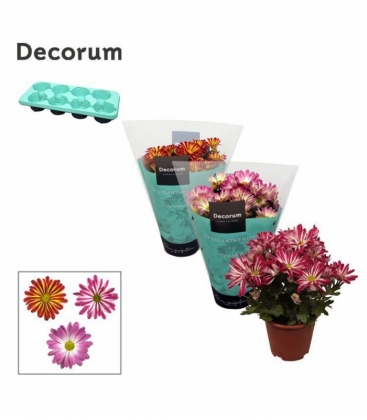 Chrysanthemum