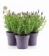Lavandula