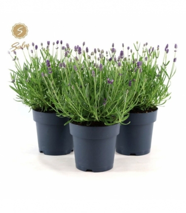 Lavandula