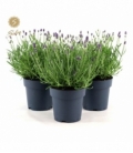 Lavandula