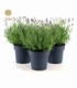 Lavandula
