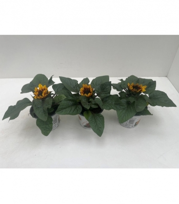 Helianthus