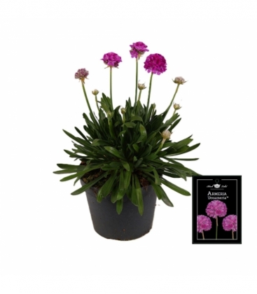 Armeria