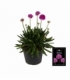Armeria