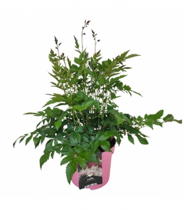 Astilbe