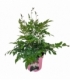 Astilbe