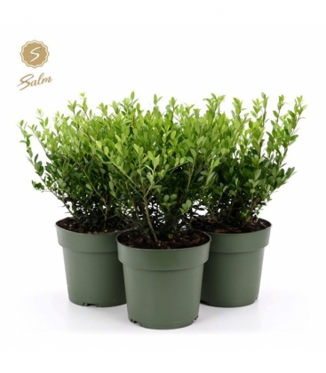 Ilex