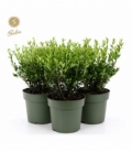 Ilex