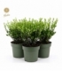 Ilex