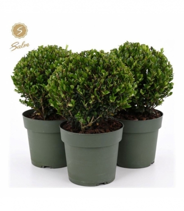 Ilex