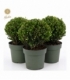 Ilex