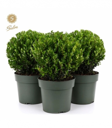 Ilex