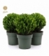 Ilex