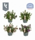 Scaevola