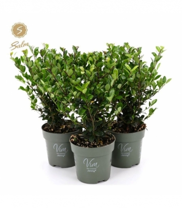 Ilex