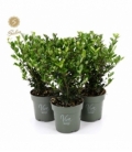 Ilex