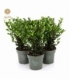 Ilex