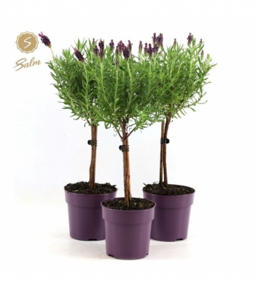 Lavandula