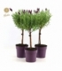Lavandula
