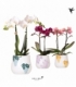 Phalaenopsis