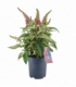 Buddleja