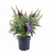 Buddleja
