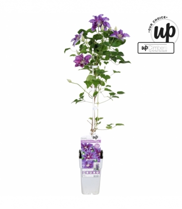 Clematis
