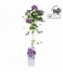 Clematis