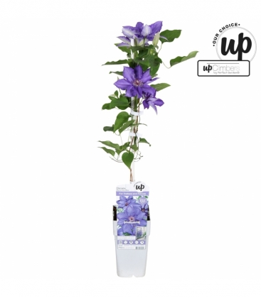 Clematis