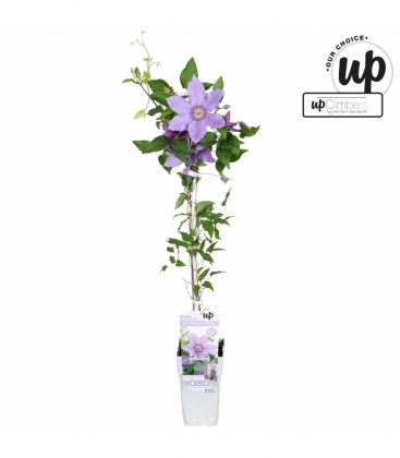 Clematis