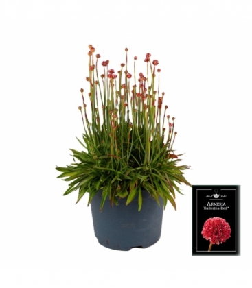 Armeria